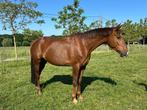 Lieve draagmerrie zadelmak, Dieren en Toebehoren, Paarden, Merrie, Gechipt, Zadelmak, 7 tot 10 jaar