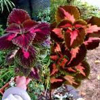Coleus stekjes, Huis en Inrichting, Kamerplanten, Ophalen