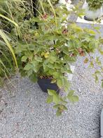Zwarte bramenstruik (doorloos) in pot, Ophalen