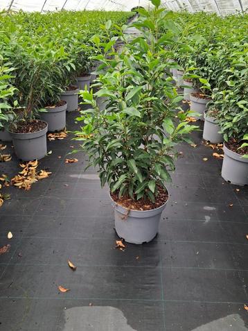 Prunus lusitanica ‘Angustifolia’ portugese laurier beschikbaar voor biedingen