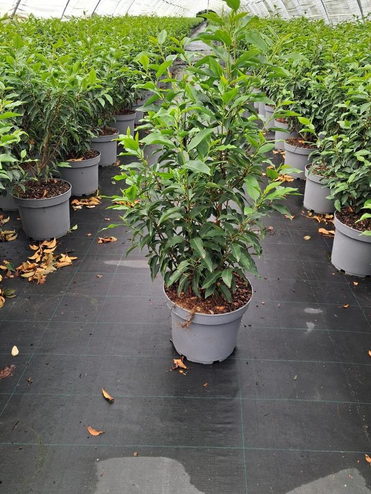 Prunus lusitanica ‘Angustifolia’ portugese laurier, Tuin en Terras, Planten | Struiken en Hagen, Laurier, Ophalen of Verzenden