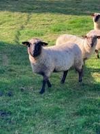 OVB VERKOCHT - Te koop: 3 mooie schapen (ooien), Femelle, Mouton