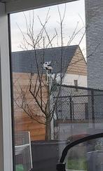 6-jarige pruimelaar Reine Claude d'Althan, Jardin & Terrasse, Plantes | Arbres fruitiers, En pot, Prunier, Plein soleil, Enlèvement