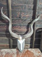 Gewei van KUDU, Antiek en Kunst, Ophalen