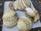 Sint-jacobsschelpen, Ophalen of Verzenden, Schelp(en)
