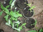 Buddleja of Vlinderstruik planten van hobbykweek, Tuin en Terras, Planten | Tuinplanten, Ophalen, Zomer, Vaste plant, Overige soorten