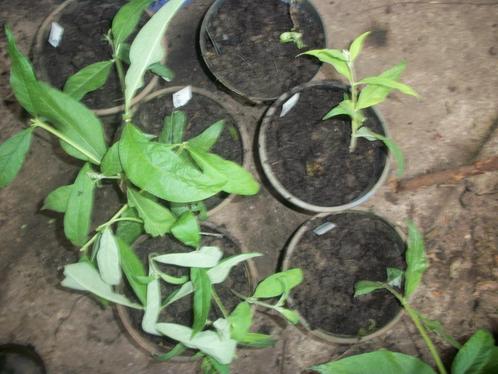Buddleja of Vlinderstruik planten van hobbykweek, Tuin en Terras, Planten | Tuinplanten, Vaste plant, Overige soorten, Zomer, Ophalen