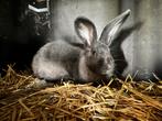 Vlinder x blauw van ham - moer, Vrouwelijk, Groot, 0 tot 2 jaar