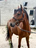 Leuke 2-jarige pony, Ruin, Gechipt, 0 tot 2 jaar