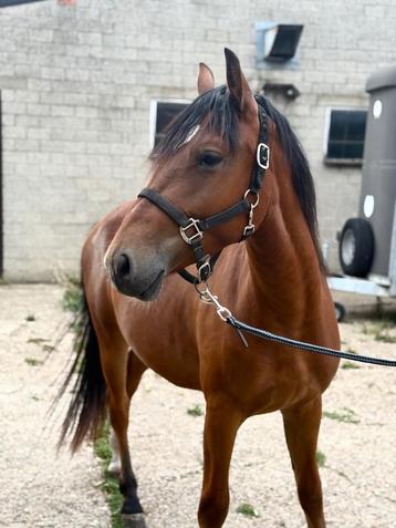 Leuke 2-jarige pony beschikbaar voor biedingen