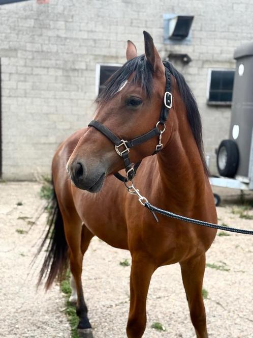 Leuke 2-jarige pony, Dieren en Toebehoren, Pony's, Ruin, 0 tot 2 jaar, Gechipt