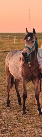 Georgie golden king (Ruin), Dieren en Toebehoren, Paarden, Gechipt, Ruin, 0 tot 2 jaar, Onbeleerd