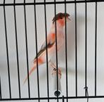 Portugese harlekijn kanarie, Dieren en Toebehoren