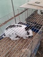 Lotharinger ram, Dieren en Toebehoren