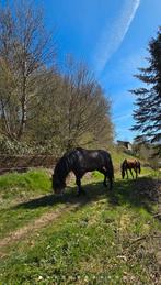 Gezocht: hoevetje met stalling/paardenboxen