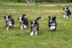 Australische Herder pups te koop - Beide ouders aanwezig, Dieren en Toebehoren, Honden | Herdershonden en Veedrijvers, België