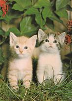 2  MOOIE  KATJES  IN  HET  GRAS, Collections, Cartes postales | Animaux, Enlèvement ou Envoi, Non affranchie, Chien ou Chat