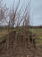 Liquidambar Palo Alto, blote wortel. 2m en hoger, Overige soorten, Lente, 250 tot 400 cm, Ophalen