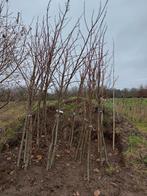 Liquidambar Palo Alto, blote wortel. 2m en hoger, Tuin en Terras, Planten | Bomen, Overige soorten, Lente, 250 tot 400 cm, Ophalen