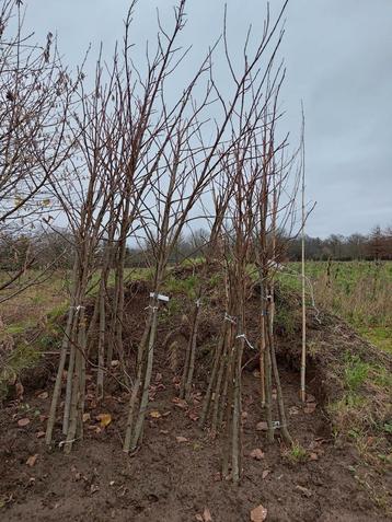 Liquidambar Palo Alto, blote wortel. 2m en hoger  beschikbaar voor biedingen