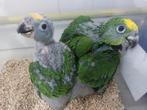 Geelvoorhoofd Amazone papegaaien, Dieren en Toebehoren, Vogels | Parkieten en Papegaaien, Geringd