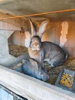 Duitse Reus, Dieren en Toebehoren, Konijnen