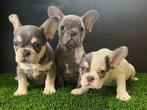 Franse Bulldog pups bij ons thuis geboren, Dieren en Toebehoren, België, Fokker | Hobbymatig, CDV (hondenziekte), 8 tot 15 weken