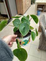 Pannekoekplant peperomia pilea kamerplant vetplant, Huis en Inrichting, Kamerplanten, Minder dan 100 cm, Halfschaduw, In pot, Bloeiende kamerplant