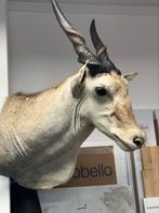 Eland antilope taxidermie, Ophalen of Verzenden