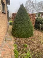 Taxus kegel, Tuin en Terras, Planten | Struiken en Hagen, Ophalen of Verzenden