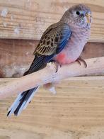 Bourkes parkiet, Dieren en Toebehoren, Parkiet