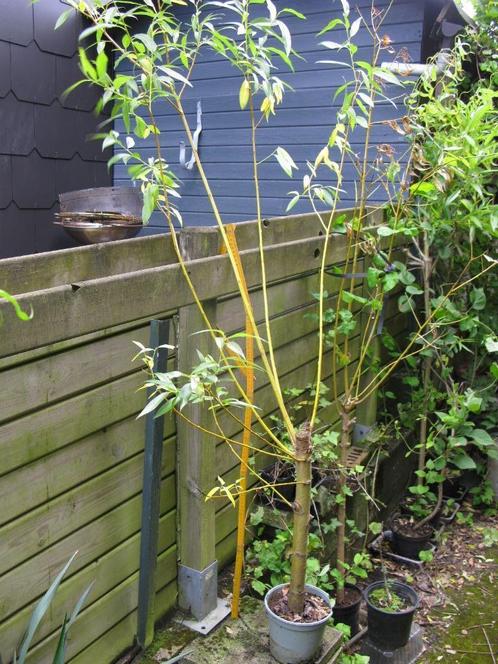 Vend ou échange saule à écorce verte ou jaune, Tuin en Terras, Planten | Struiken en Hagen, Struik, Overige soorten, 100 tot 250 cm