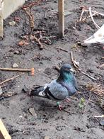 Koppel kropper, Dieren en Toebehoren, Kropper