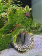 Rode garnalen (neocaridina), Dieren en Toebehoren, Vissen | Aquariumvissen