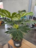 Japanse vingerplant - Fatsia Japonica Spiders, Enlèvement, Ombre partielle