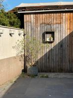 2 mooie olijfbomen in prachtige plantpotten ️, Tuin en Terras, Ophalen, Olijfboom