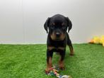 Rottweiler puppy