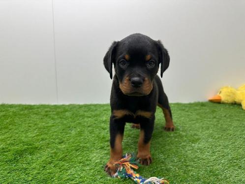 Rottweiler puppy, Dieren en Toebehoren, Honden | Bulldogs, Pinschers en Molossers, Teef, Rottweiler, Fokker | Professioneel, Eén hond