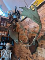 Gewei damhert, Enlèvement, Comme neuf