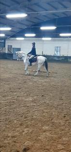 Recreatie paard, Dieren en Toebehoren, Ruin, Minder dan 160 cm