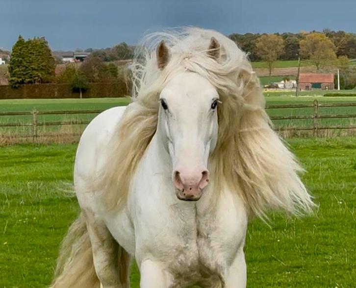 Knappe tinker, Dieren en Toebehoren, Pony's, Hengst, Zadelmak, D pony (1.37m tot 1.48m), Recreatiepony, 7 tot 10 jaar, Gechipt