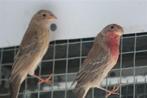 Mexicaanse roodmussen 2025, Dieren en Toebehoren, Meerdere dieren, Tropenvogel, Geringd
