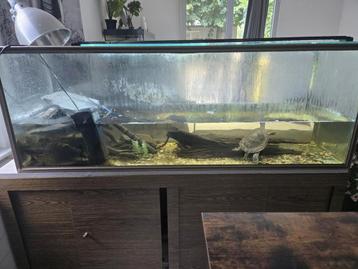 Aziatische short neck turlte compleet, Enlèvement, Utilisé, Terrarium ou Paludarium