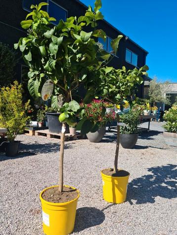 Citrus citroen - 4 seizoenen beschikbaar voor biedingen