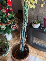 grote cactus 65 cm, Enlèvement, Cactus