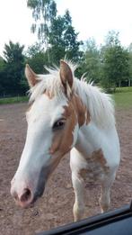 Jaarling, Dieren en Toebehoren, Merrie