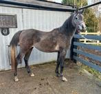 Chic etalon arabe, Animaux & Accessoires, Chevaux