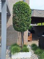 meerstammige carpinus betulus 300cm, Tuin en Terras, Ophalen, Halfschaduw, Overige soorten, Lente
