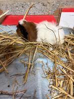 Peruviaan cavia, Dieren en Toebehoren, Cavia, Augustus, Vrouwelijk, Tam