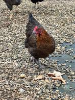 3 goed gezind  kippen en een haan, Dieren en Toebehoren, Pluimvee